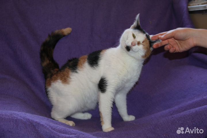 Кошка Мурка