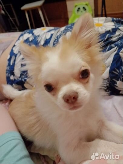 Чихуахуа mini вязка