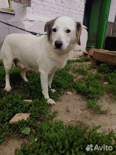 Добрая собачка ищет дом