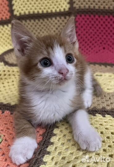 Котенок в добрые руки даром