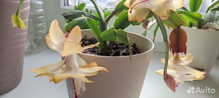 Декабрист шлюмбергера желтый