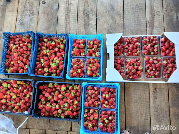 Клубника свежая