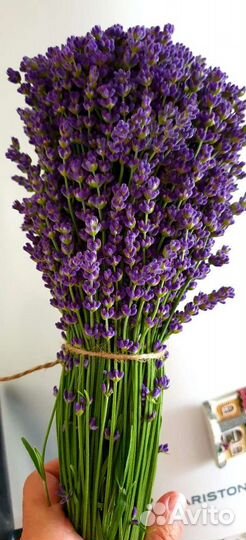Лаванда. Приезжайте набирать самостоятельно)