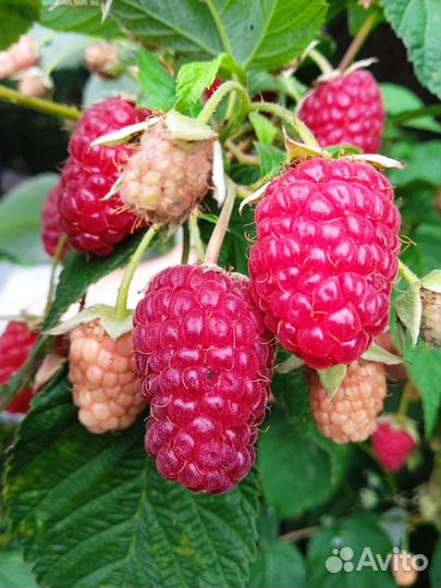 Ремантантная Малина Атлант,саженцы