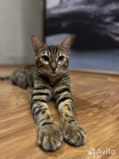 Бенгальские котята