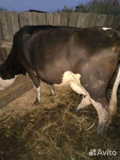 Коровы стельные дойные