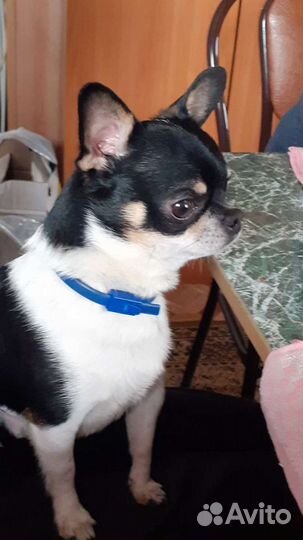 Ищем подружку Чихуахуа