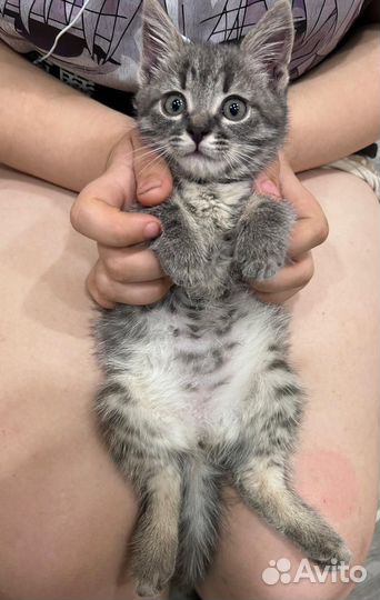 Кошечка в добрые руки