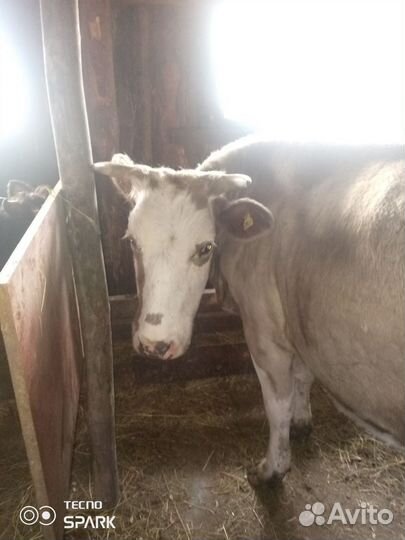 Корова стельная