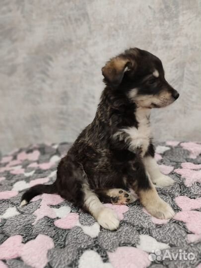 Щенок 2 мес. Купер