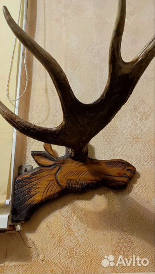 Лосиные рога