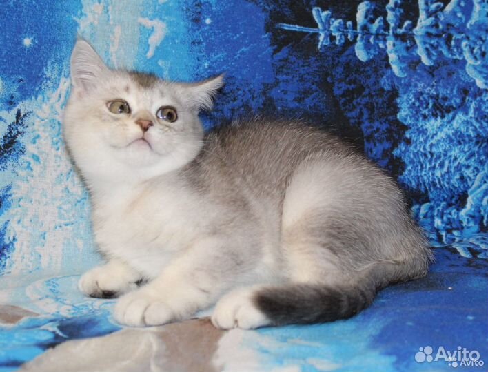 Британский котик