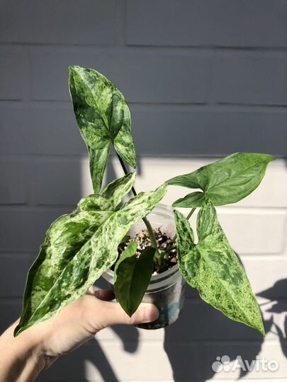 Сингониум Моттлед