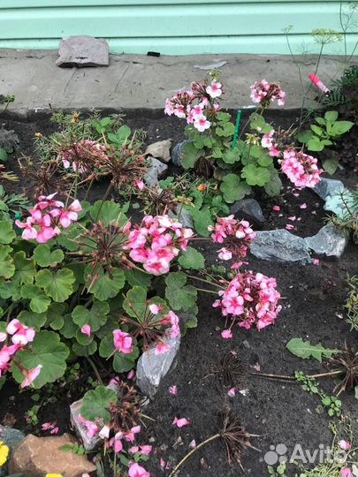 Пеларгония герань