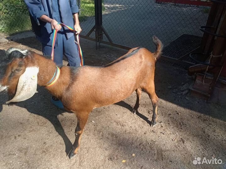 Козел, козы