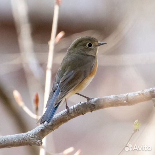 Певчие птицы