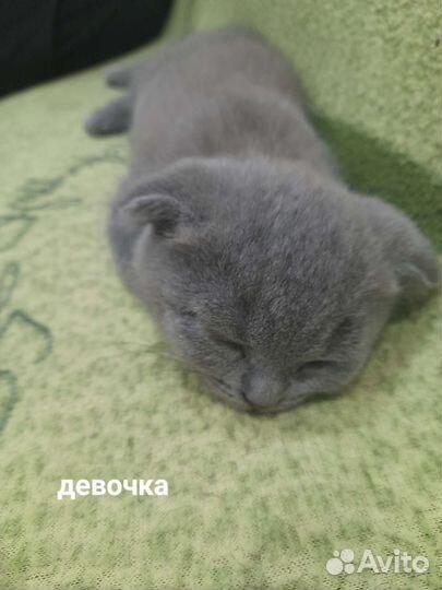 Котята Британцы