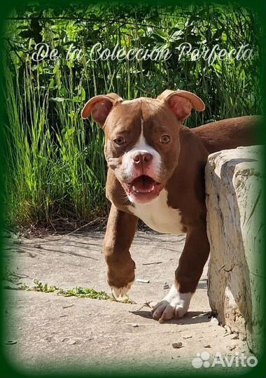 Счастливые булли