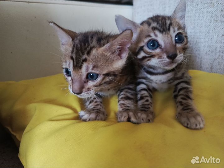 Бенгальская кошка