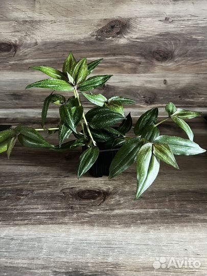 Традесканция