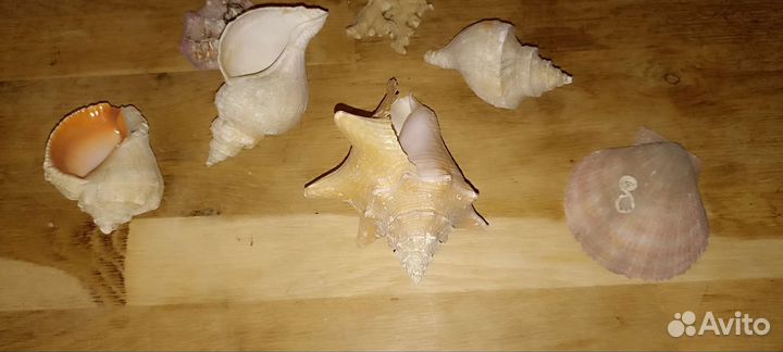 Раковины кораллы для аквариума