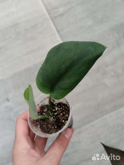 Комнатные растения