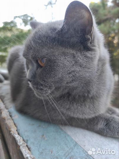 Британская кошка