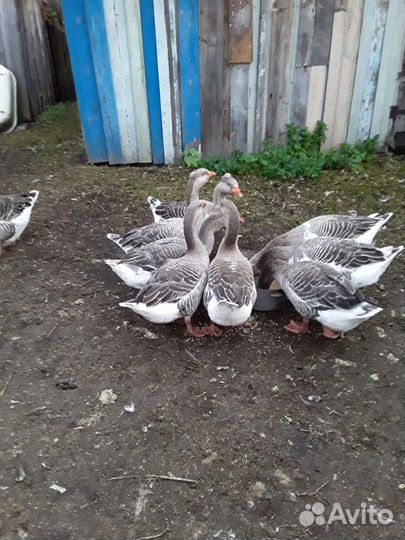 Продам гусей на племя