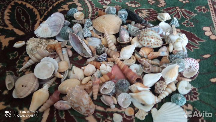 Ракушки для аквариума