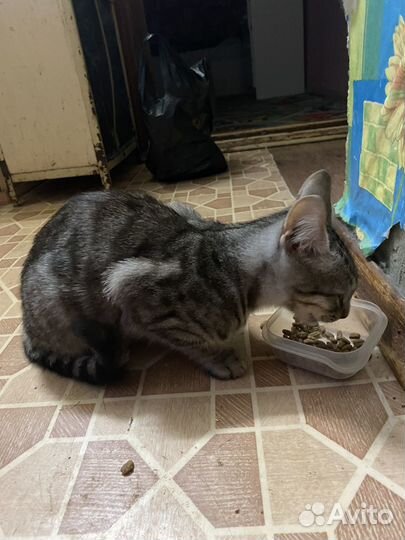 Кошки в добрые руки бесплатно