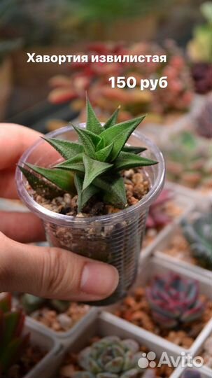 Суккуленты