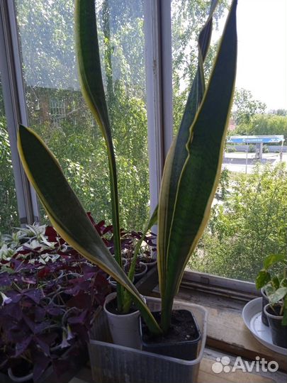 Сансевиерия вариегатная Лаурентия