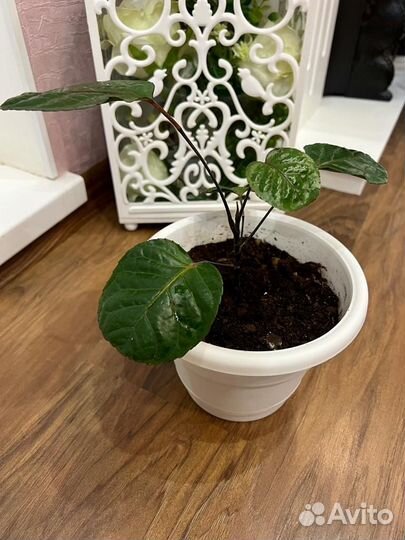 Полисциас фабиан