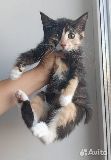 Котята