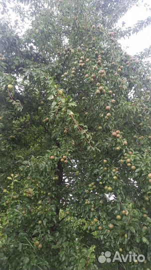 Черенки для прививки весной