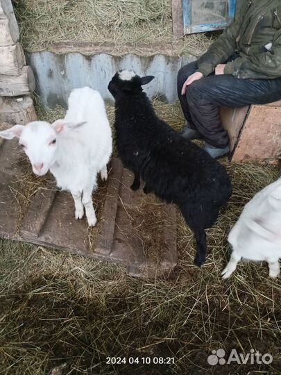Меняю ягненка на козочку