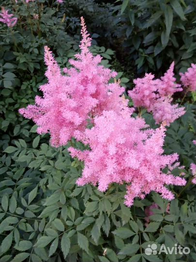 Многолетние цветы, декоративные кустарники