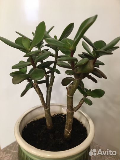 Красула толстянка