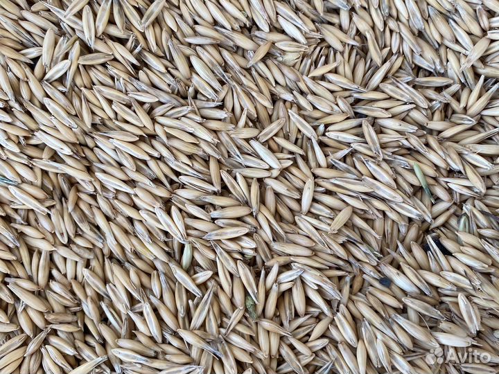 Комбикорм и зерно