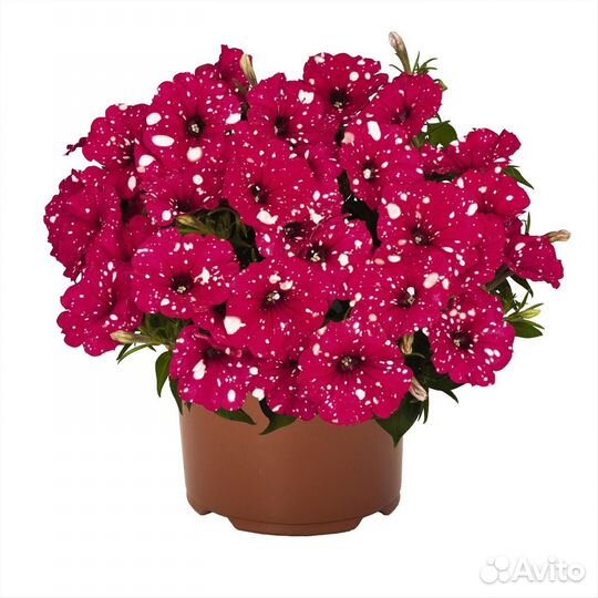 Вегетативная петуния