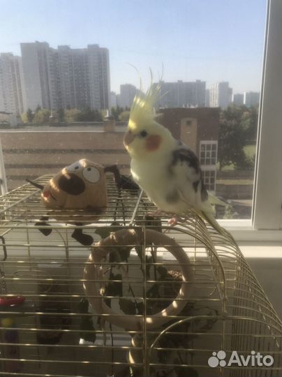 Попугай Яша