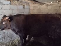 Коровa бык бычок