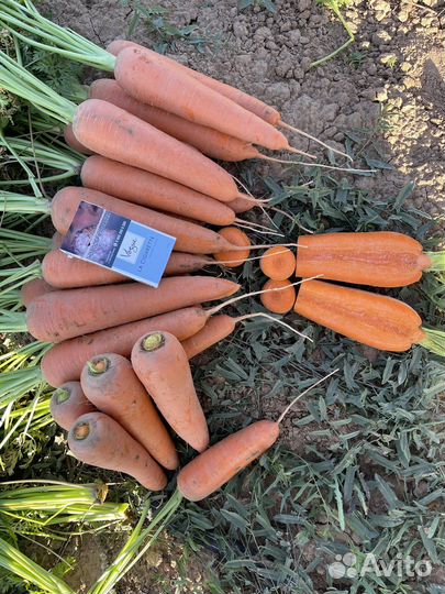 Морковь оптом