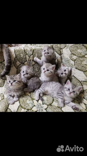 Вязка британский кот