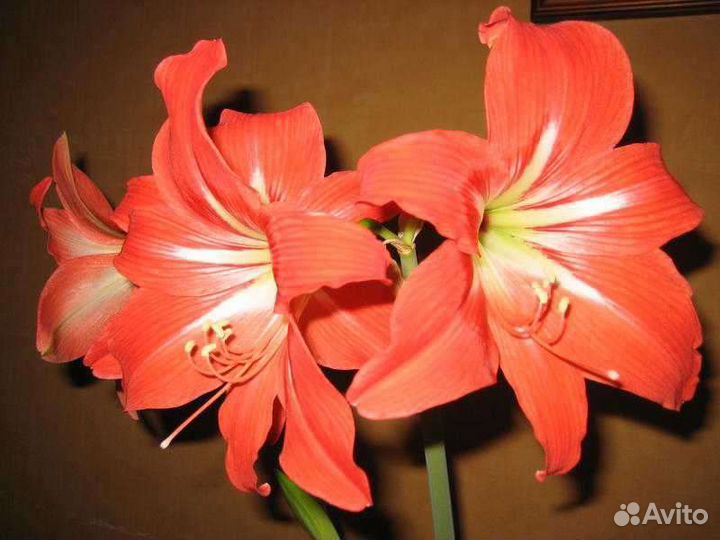 Гиппиаструм