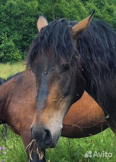 Карачаевский жеребец