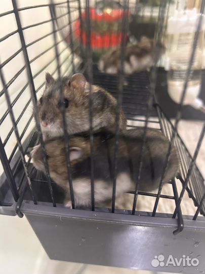 Джунгарский хомяк