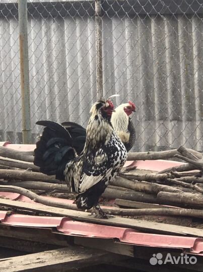 Куры декоративыне, Павловская (рыжие, серебрестые)