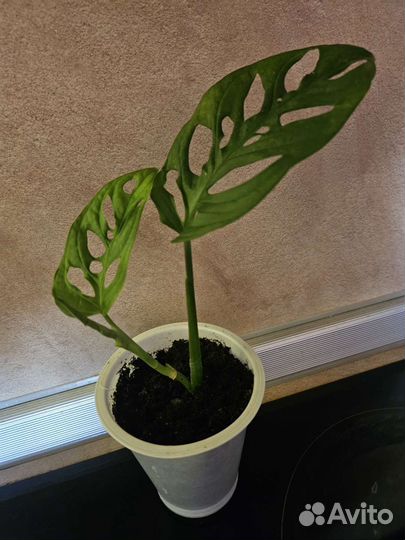 Монстера манки