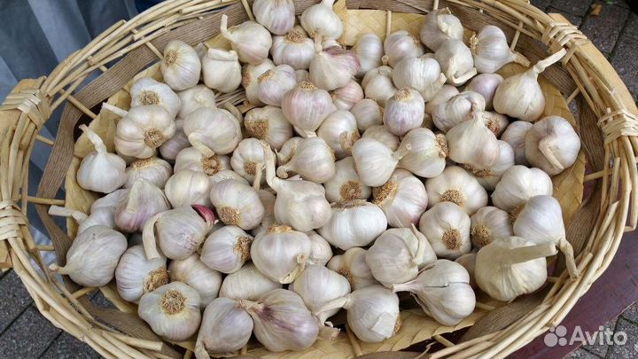 Яровой чеснок